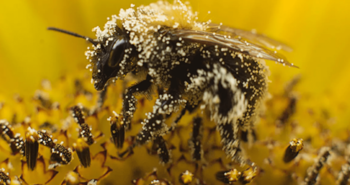 How Bee Vitality Impacts Food Production and Human Well-being